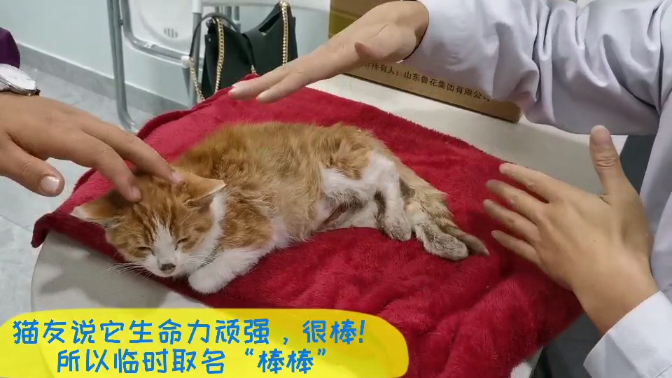 爱游戏官网入口-马尼拉流浪队员顽强战胜对手